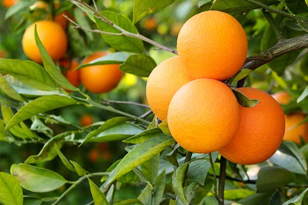 Aplicación de dewatering en alimentos